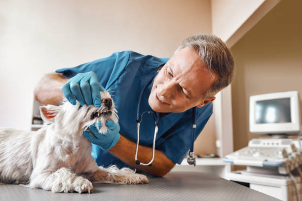 Best Emergency Denture Repair in Lake Linden, MI